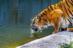 A predatory animal tiger drinks water from a pond.